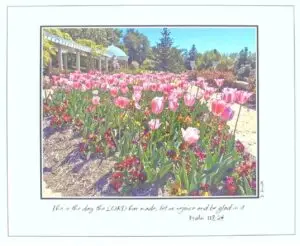 Tulips - Psalm 118